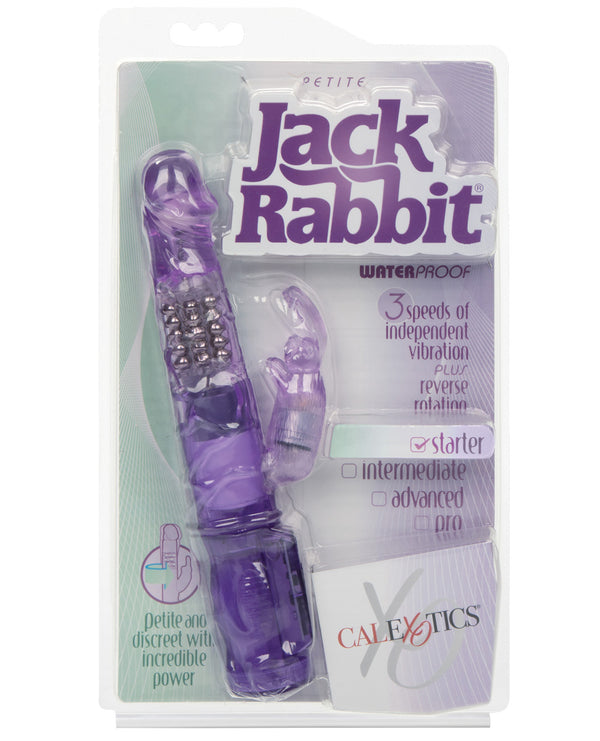 Petite Jack Rabbit